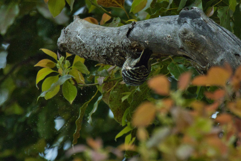 木くずが飛び散る様子